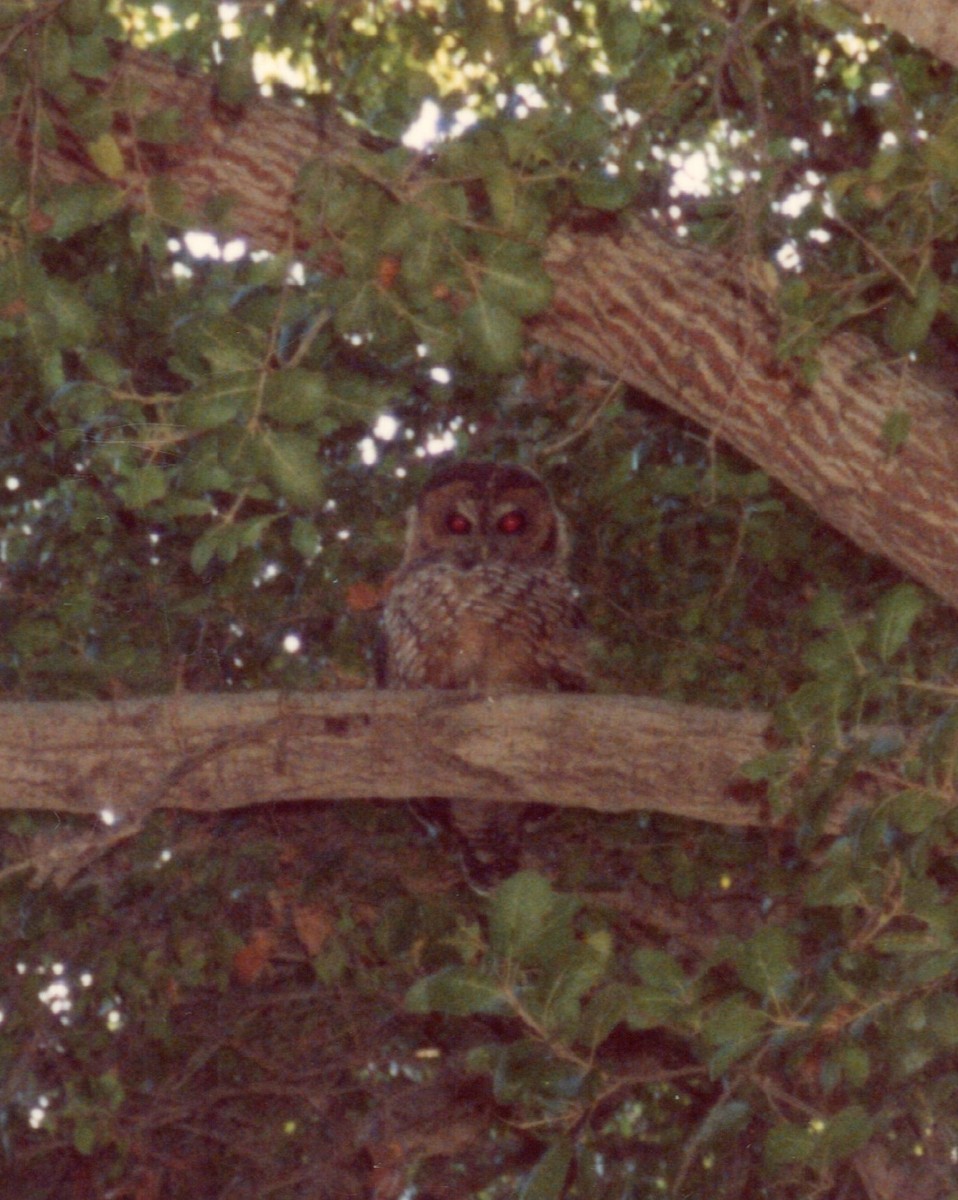 Spotted Owl (California) - kenneth lipshy