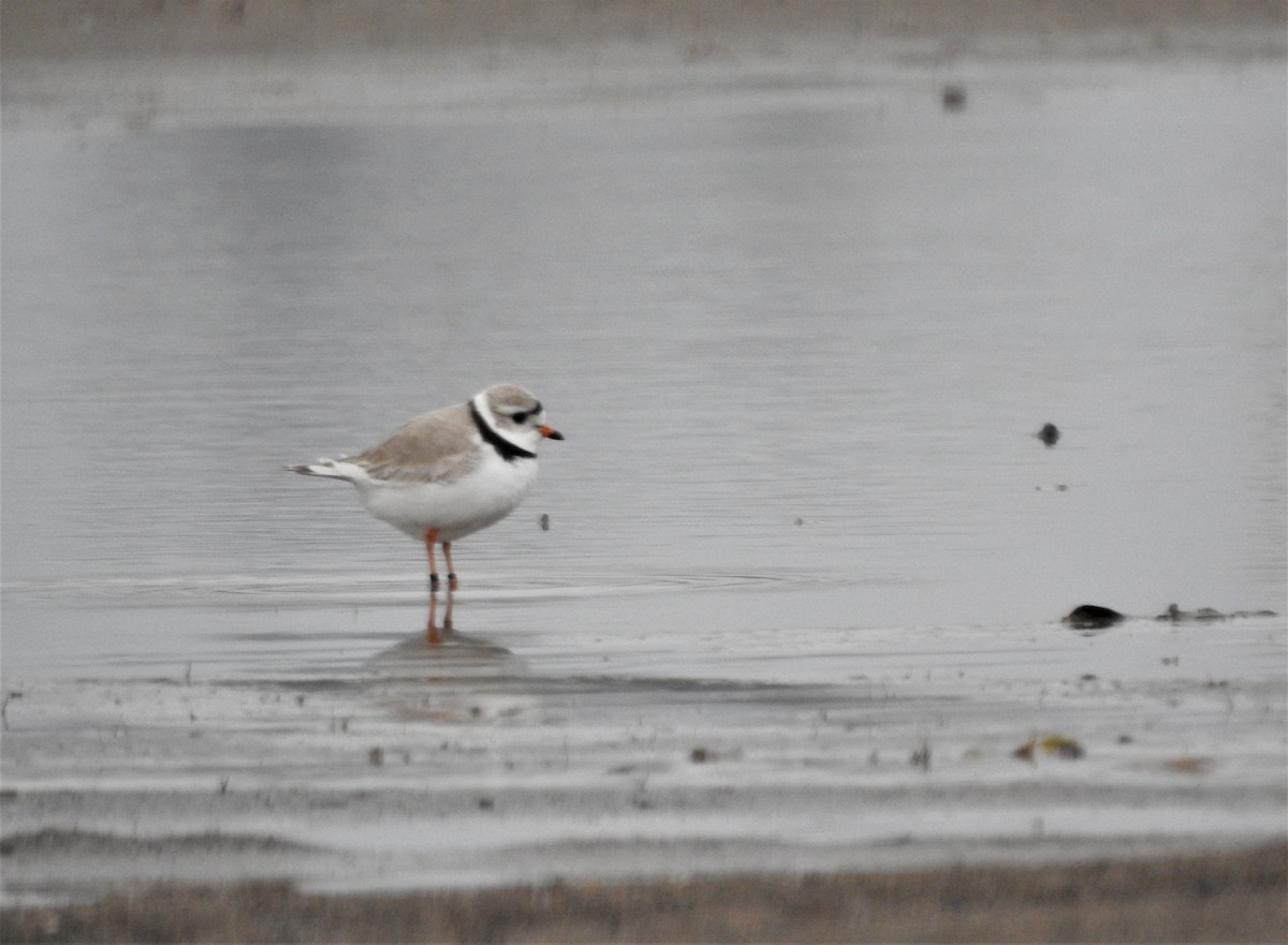Piping Plover - ML158383221