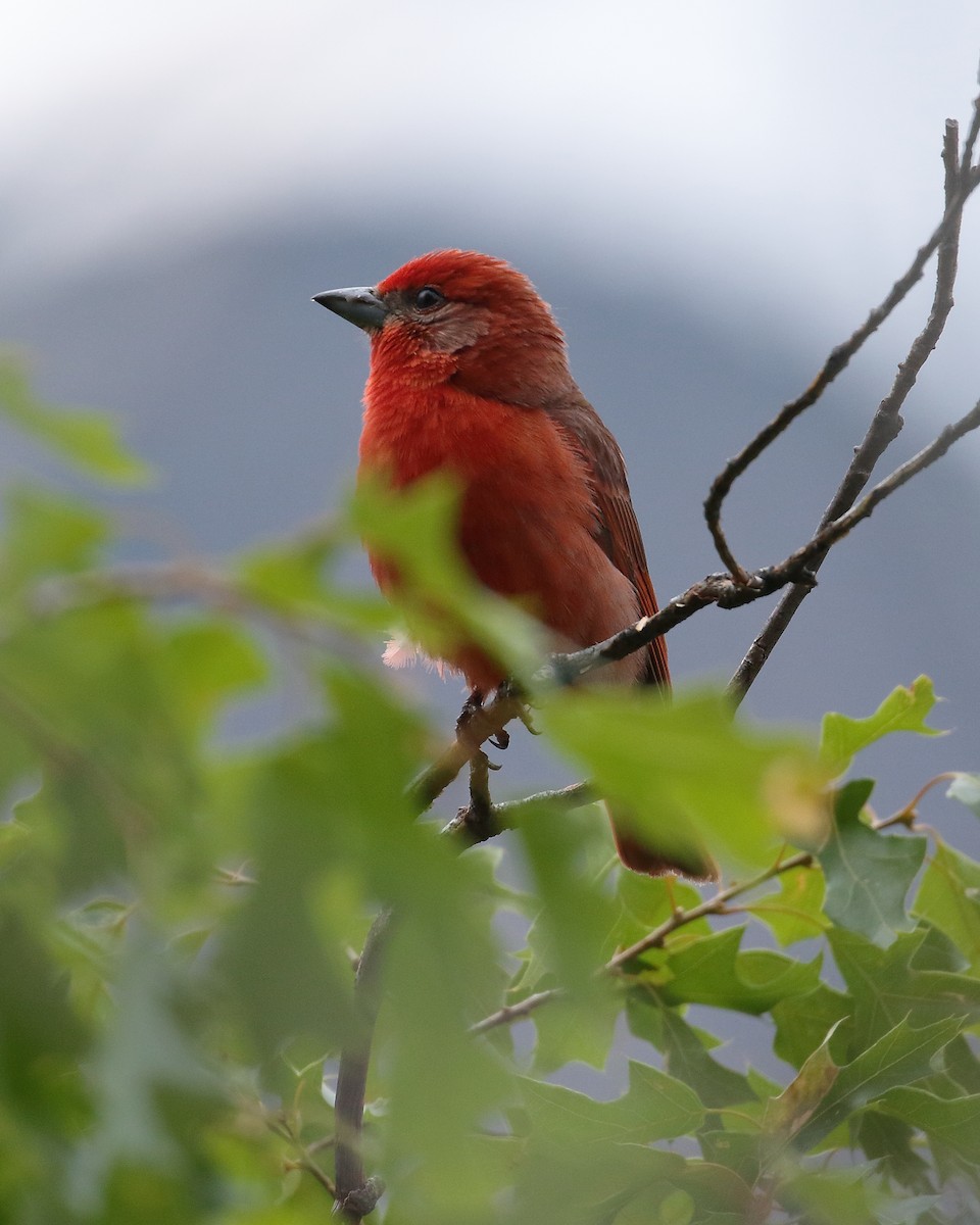 Hepatic Tanager - ML158385581