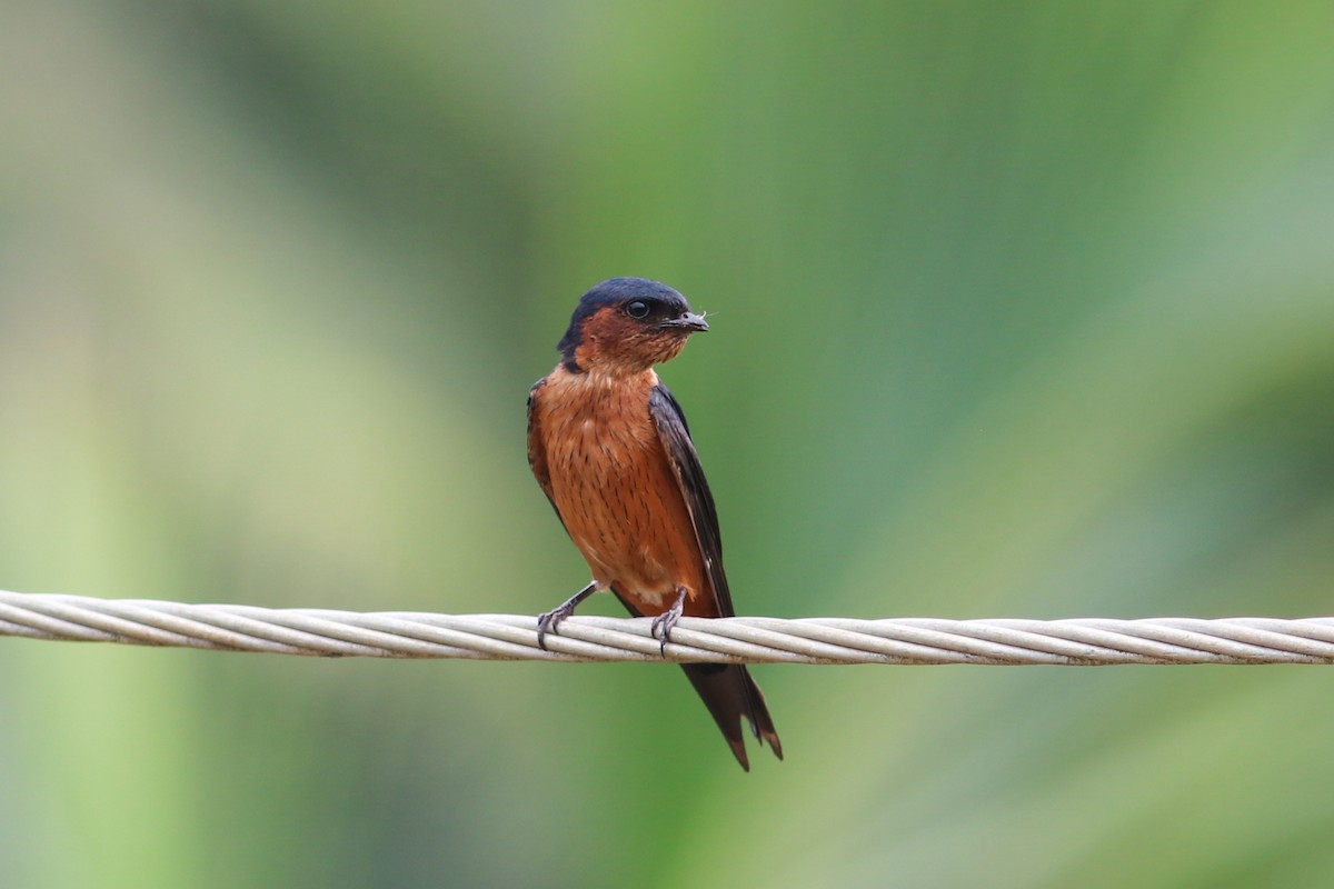 Sri Lanka Swallow - ML158389451