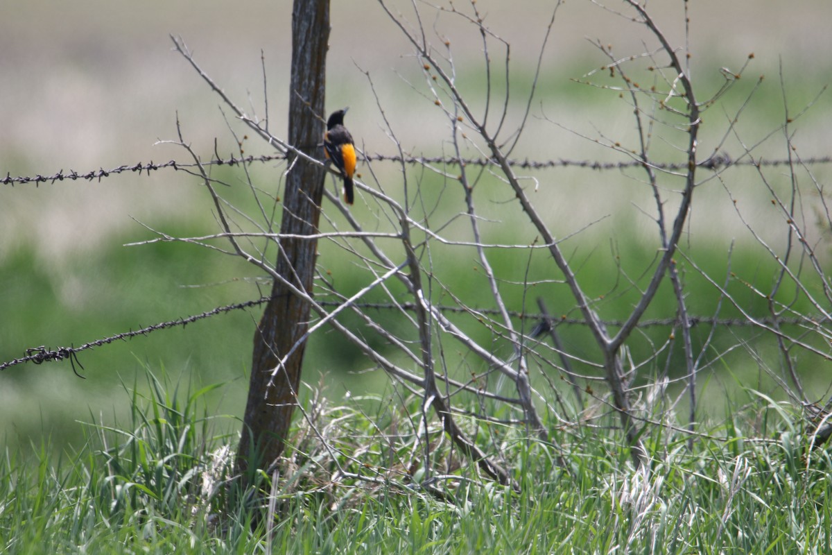 Baltimore Oriole - Colleen Childers