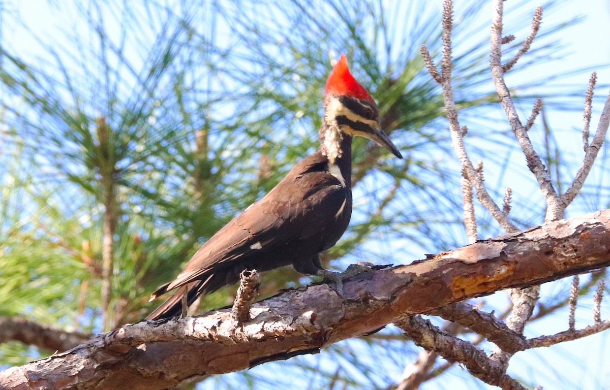 Pileated Woodpecker - Omar Paez
