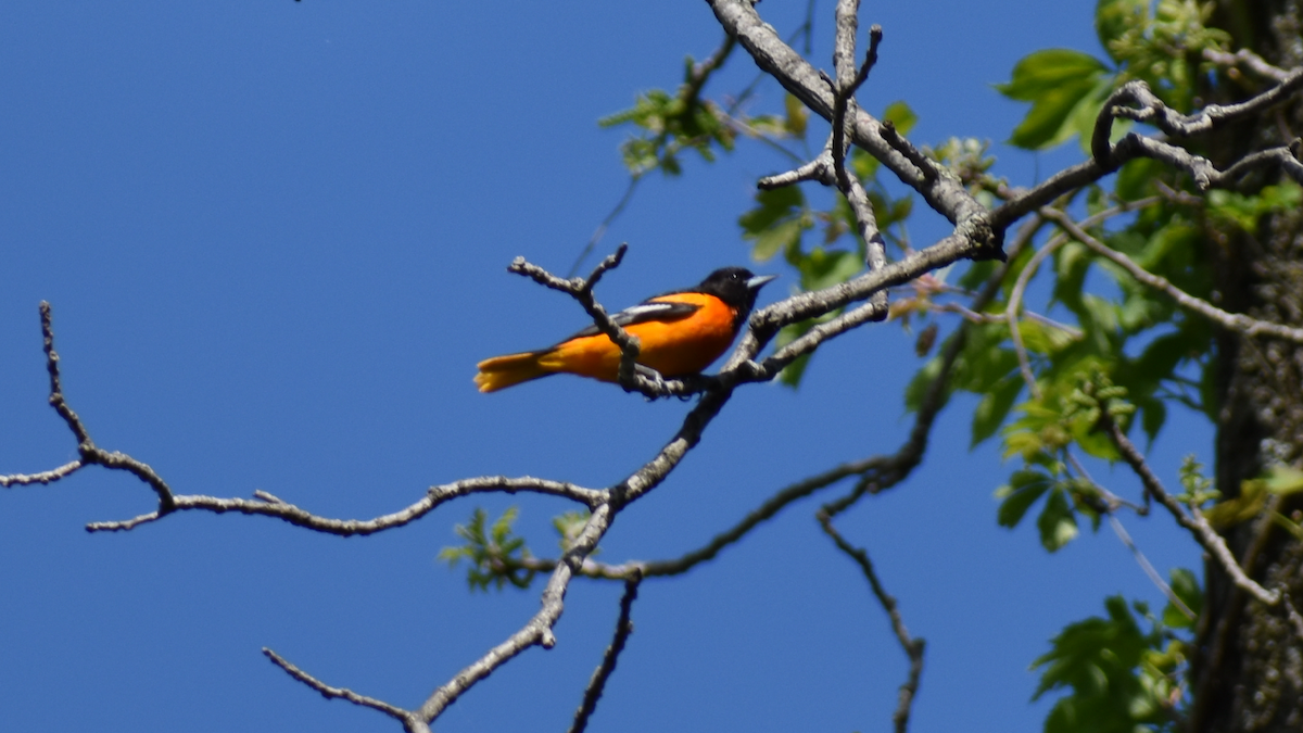 eBird Checklist - 11 May 2019 - Baldpate Mountain--Ted Stiles Preserve ...