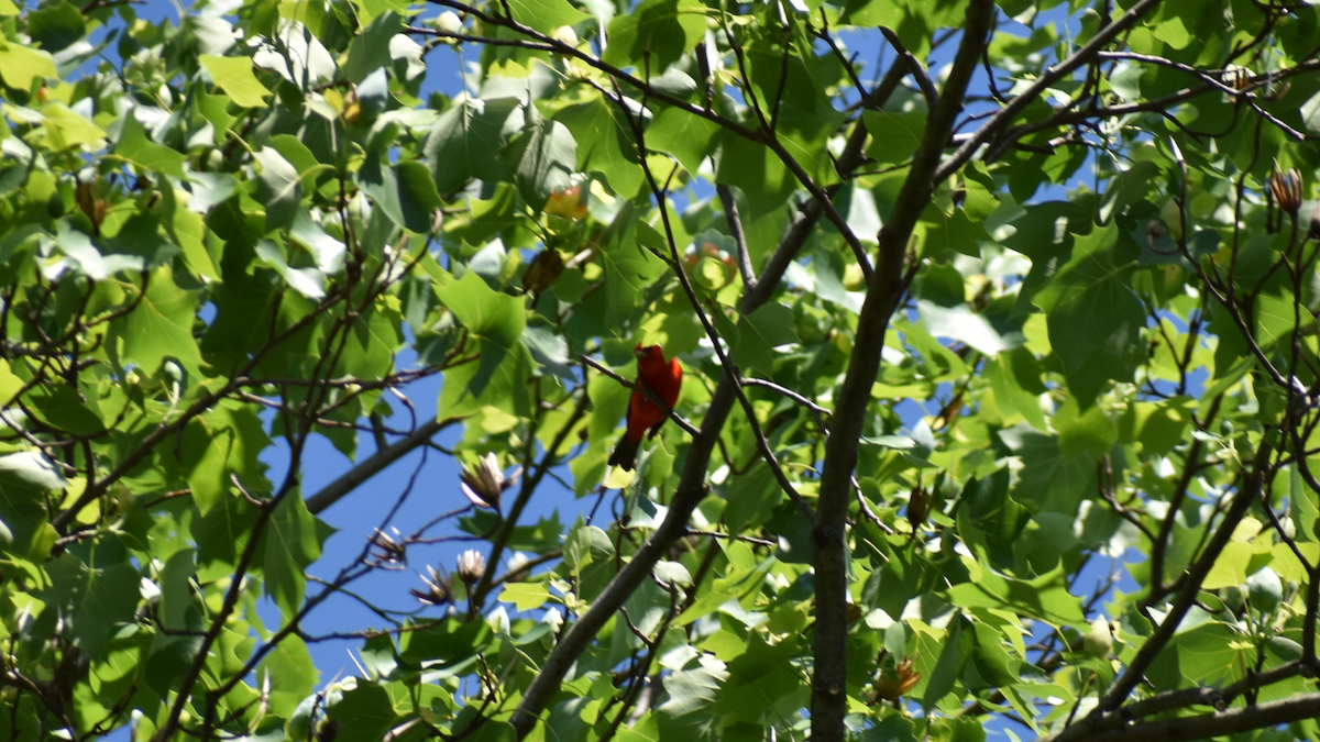 Scarlet Tanager - ML158394631