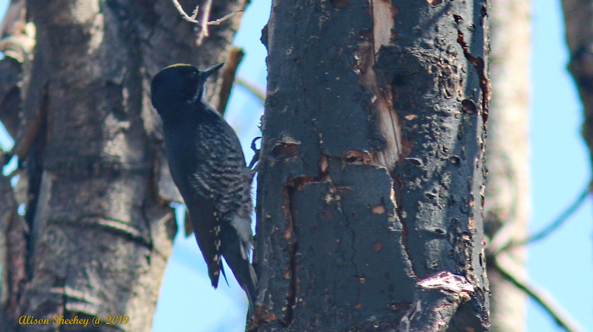 Black-backed Woodpecker - ML158394821