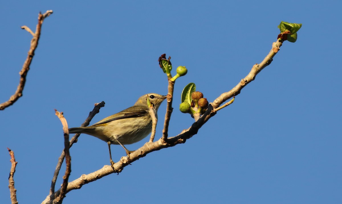 Cape May Warbler - ML158397341