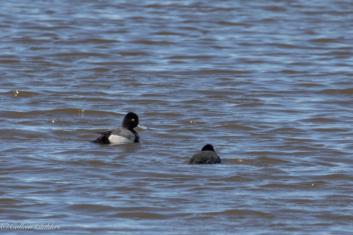 Lesser Scaup - Colleen Childers