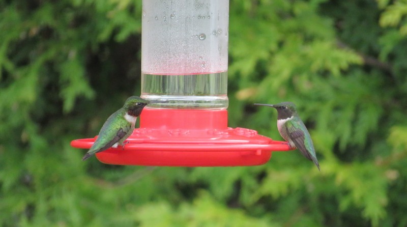 Ruby-throated Hummingbird - ML158405751