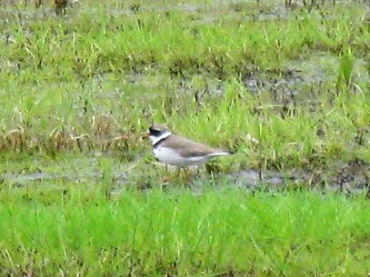 Semipalmated Plover - ML158407171