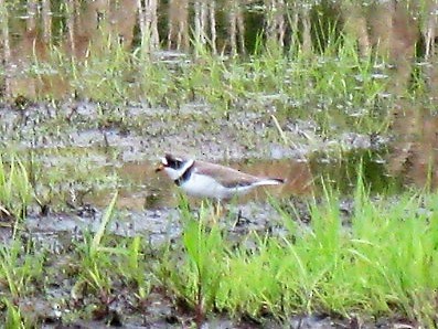 Semipalmated Plover - ML158407181
