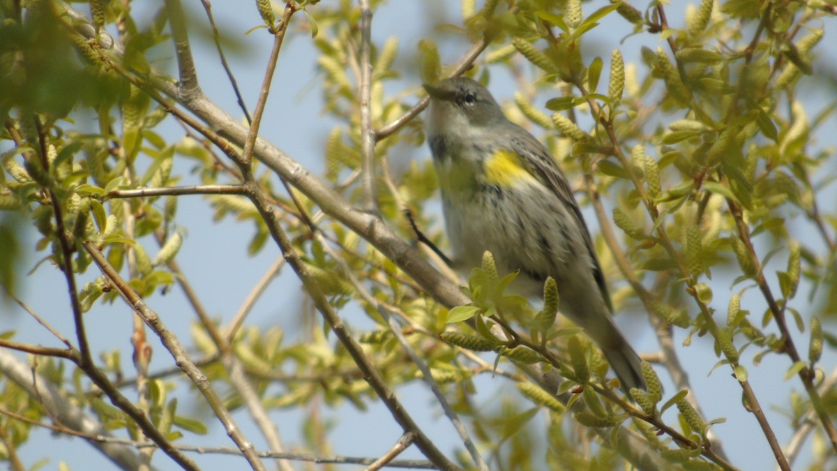 Yellow-rumped Warbler (Myrtle) - ML158409071