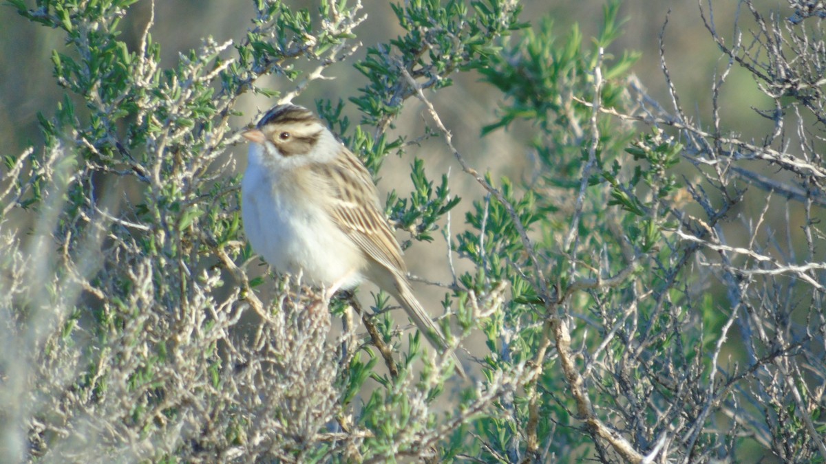 Clay-colored Sparrow - ML158409671