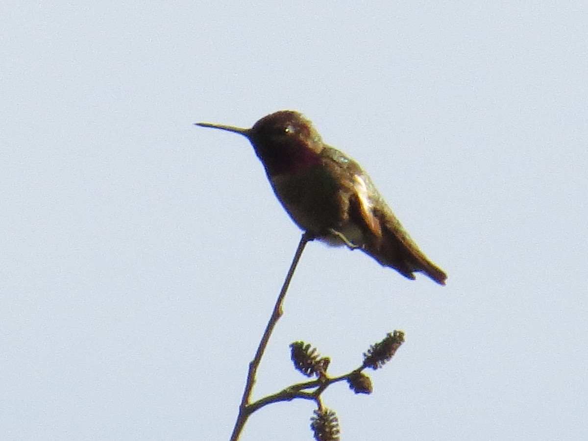 Anna's Hummingbird - ML158411361