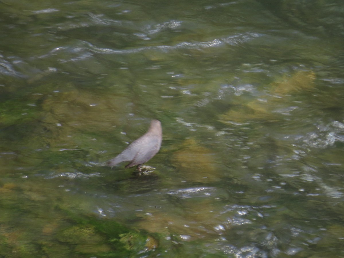American Dipper - Hauns Froehlingsdorf