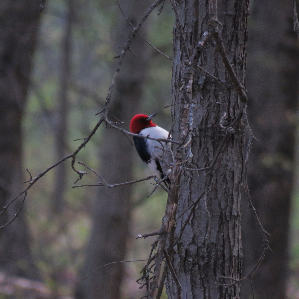 Red-headed Woodpecker - Brian Barnabo
