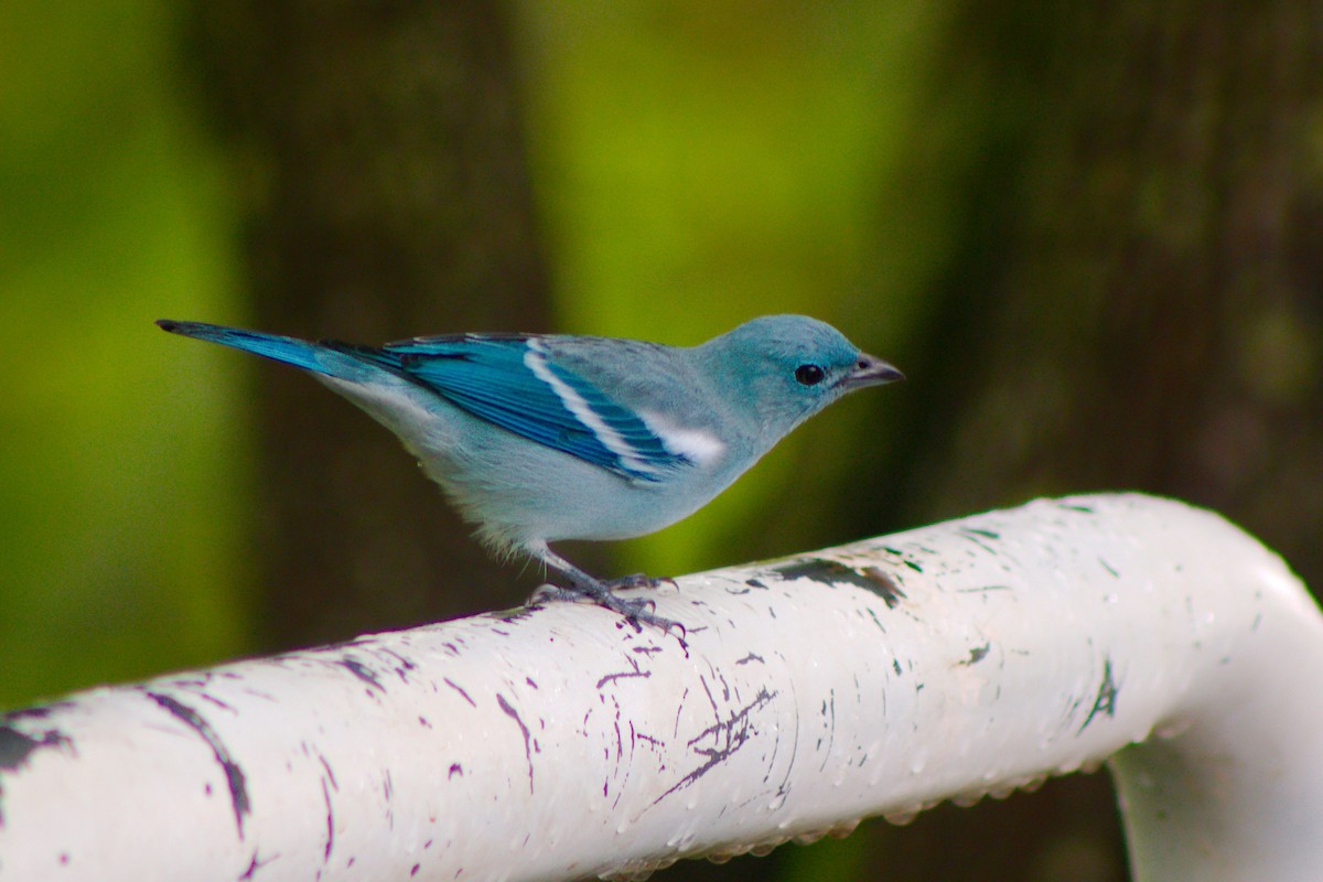 Blue-gray Tanager - ML158417231