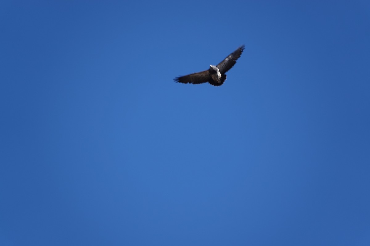 Black-chested Buzzard-Eagle - ML158418091