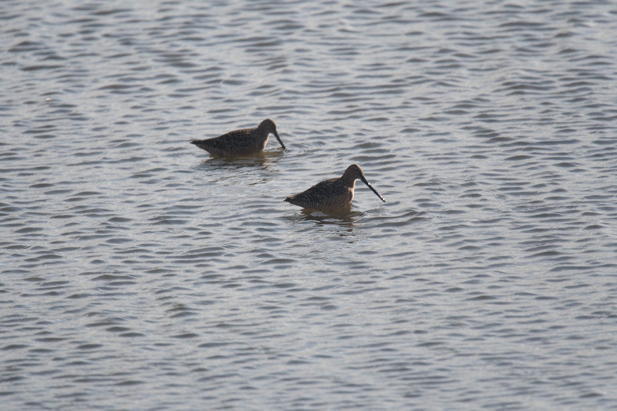 Long-billed Dowitcher - ML158420201