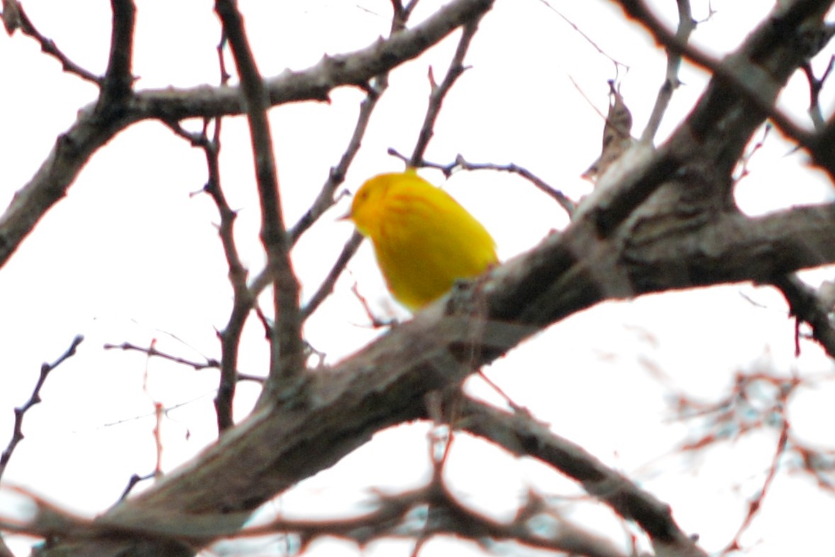 Yellow Warbler - ML158420861