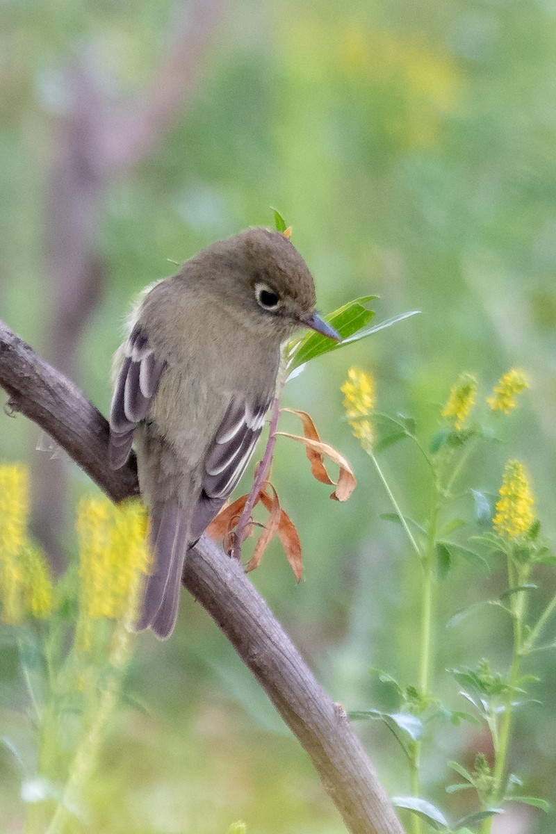 Western Flycatcher (Pacific-slope) - James Kendall