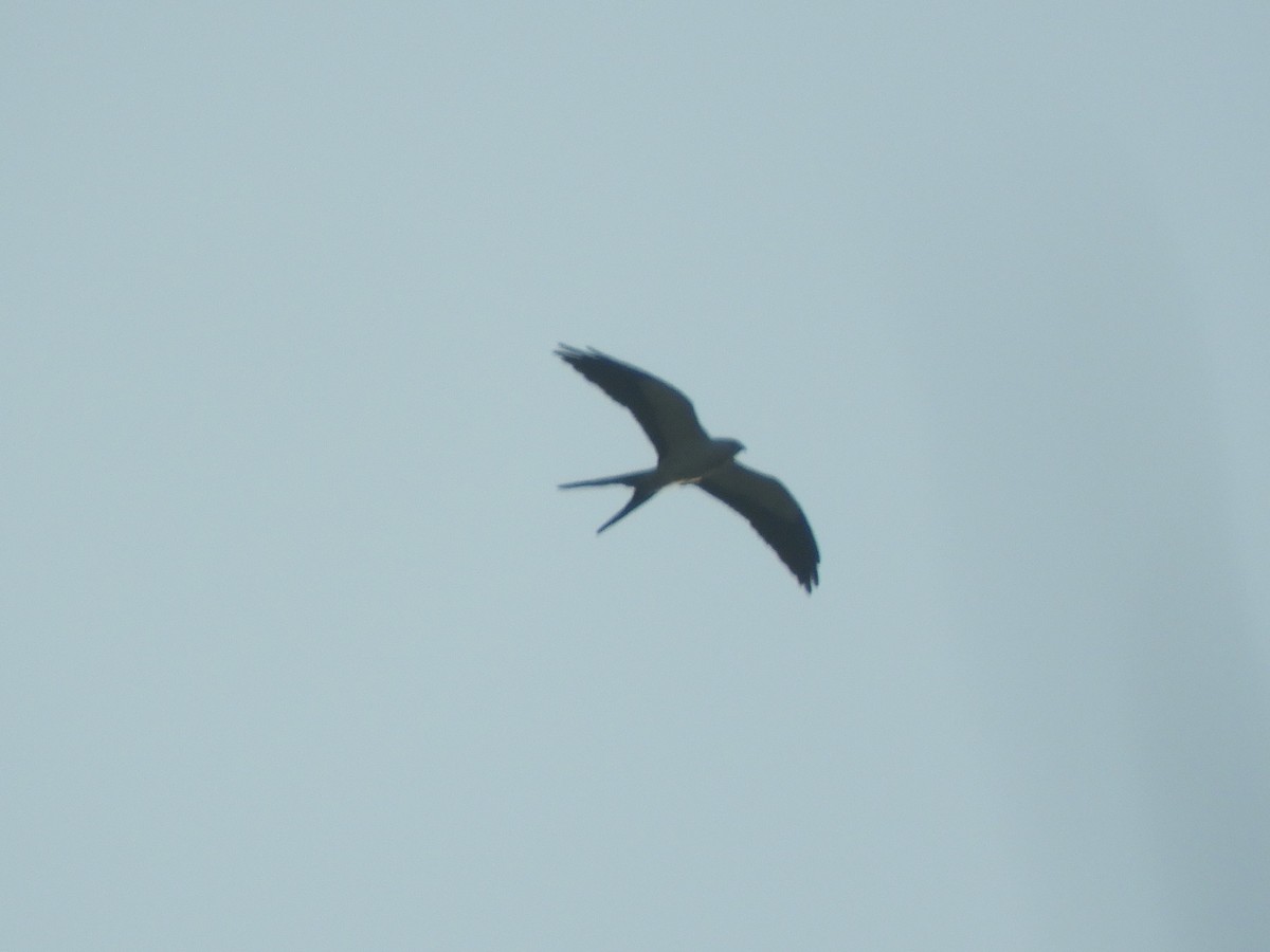 Swallow-tailed Kite - ML158425491