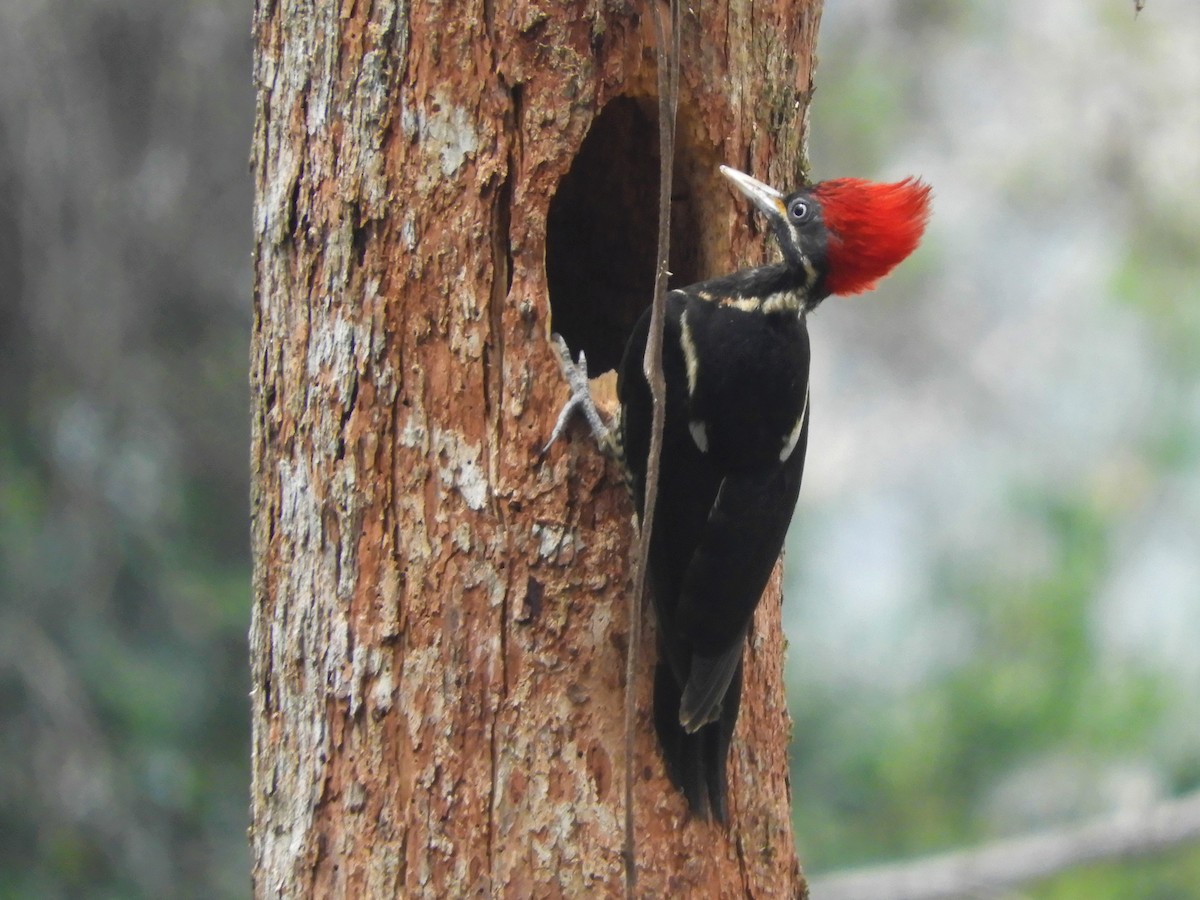 Lineated Woodpecker - David  Meza