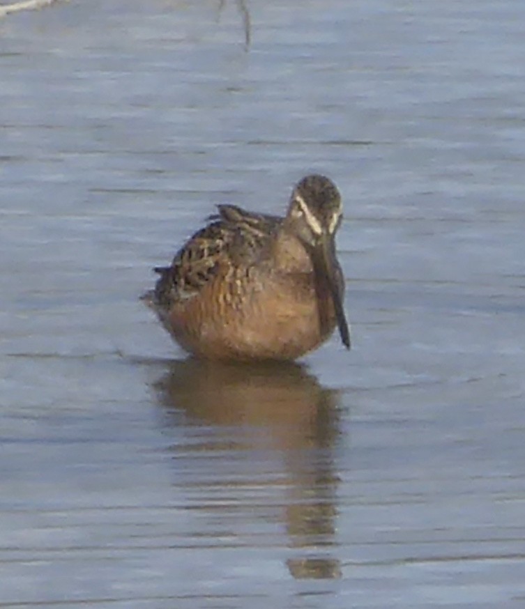 Long-billed Dowitcher - ML158436391