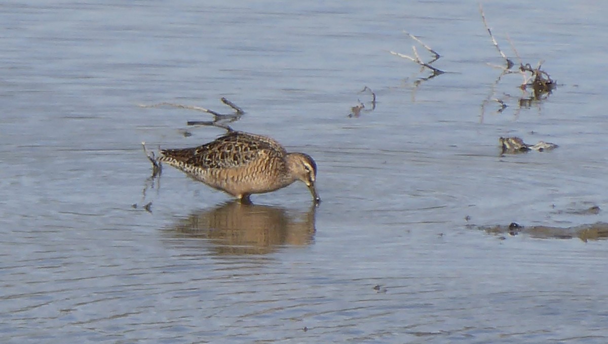 Long-billed Dowitcher - ML158436461