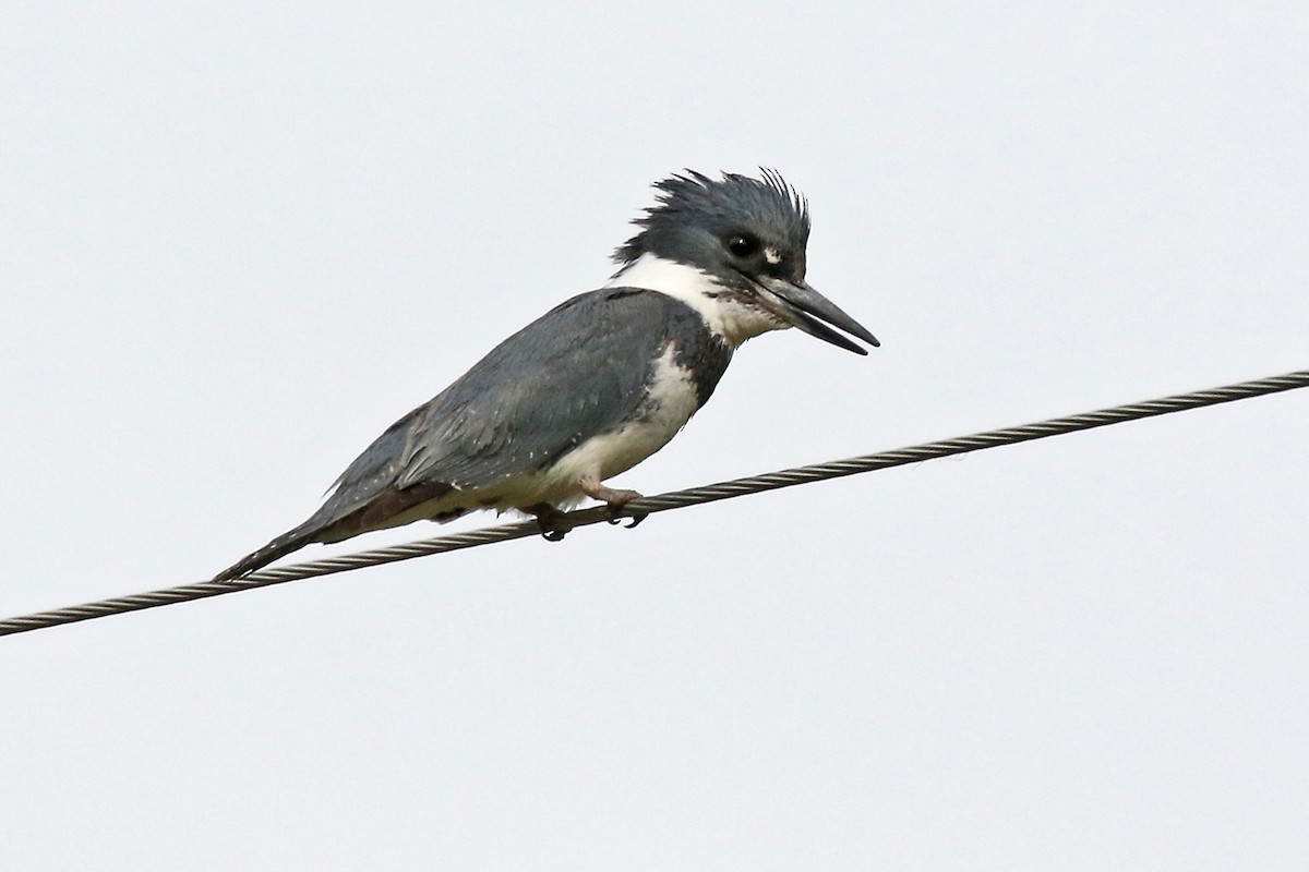 Belted Kingfisher - ML158436491