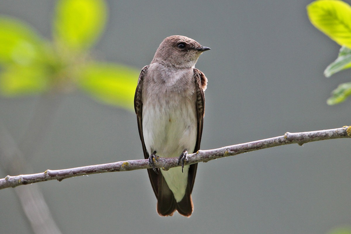Northern Rough-winged Swallow - ML158436551