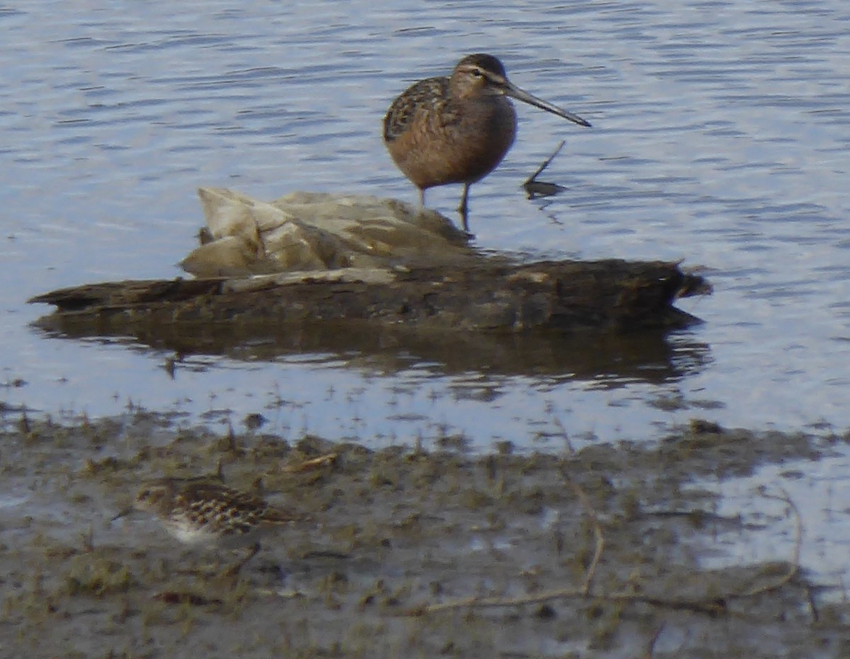 Long-billed Dowitcher - ML158436611