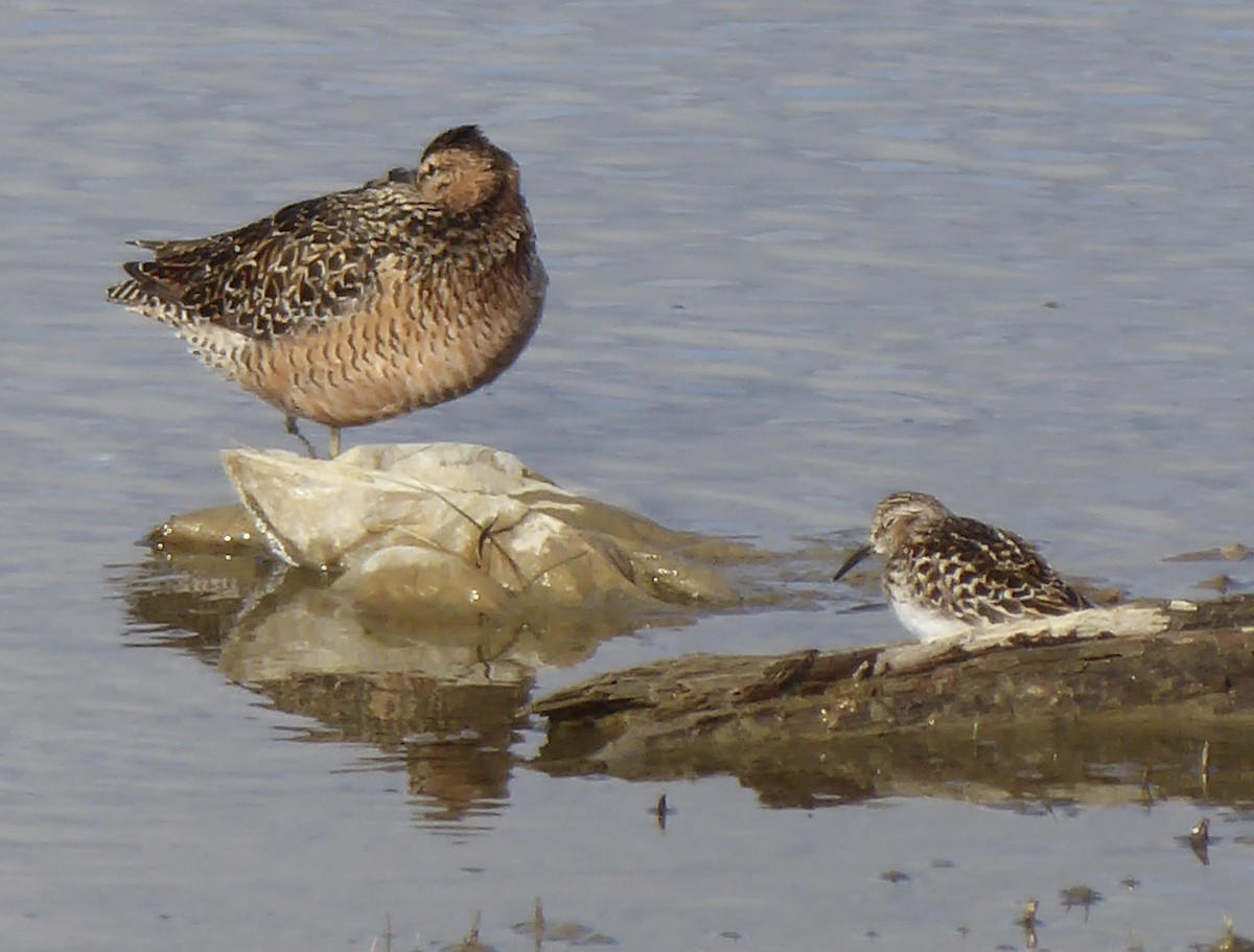 Long-billed Dowitcher - T A