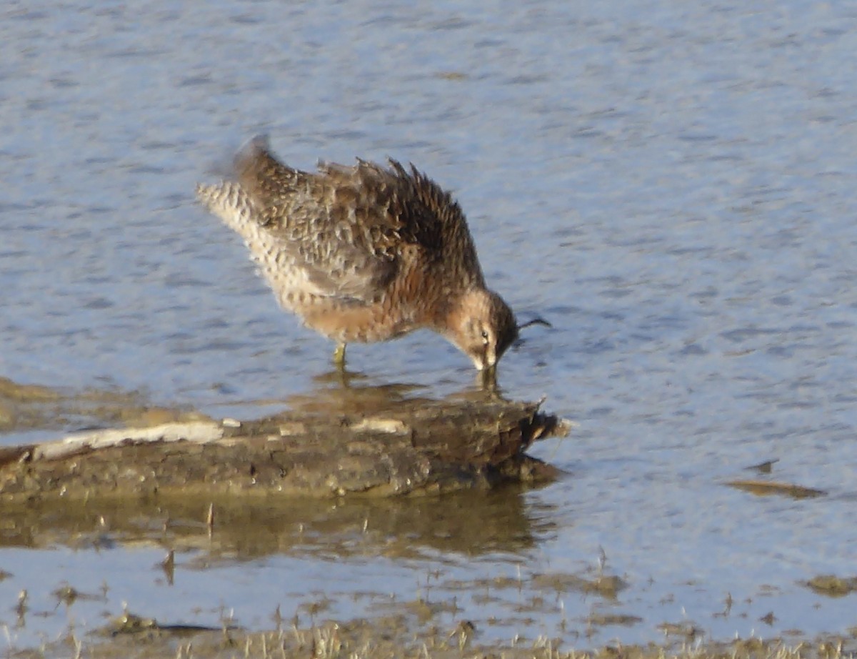 Long-billed Dowitcher - ML158436671