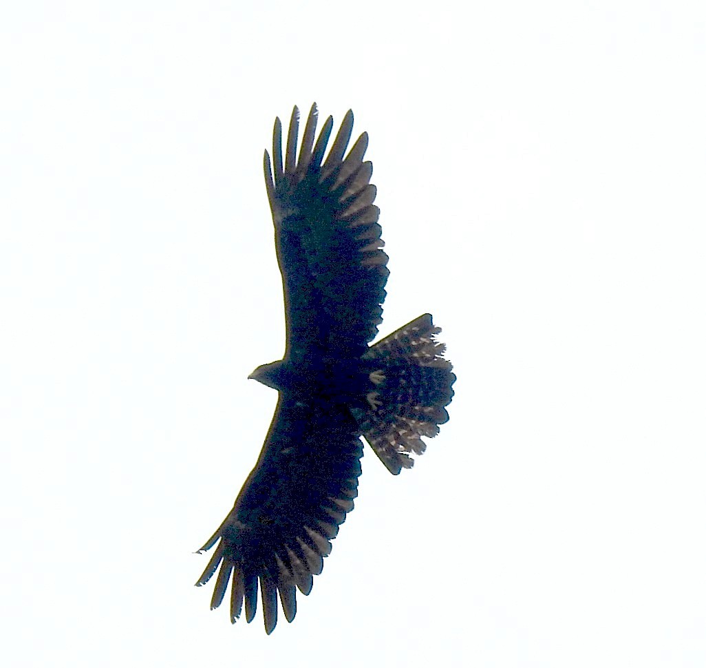 Black Eagle - Athula Edirisinghe