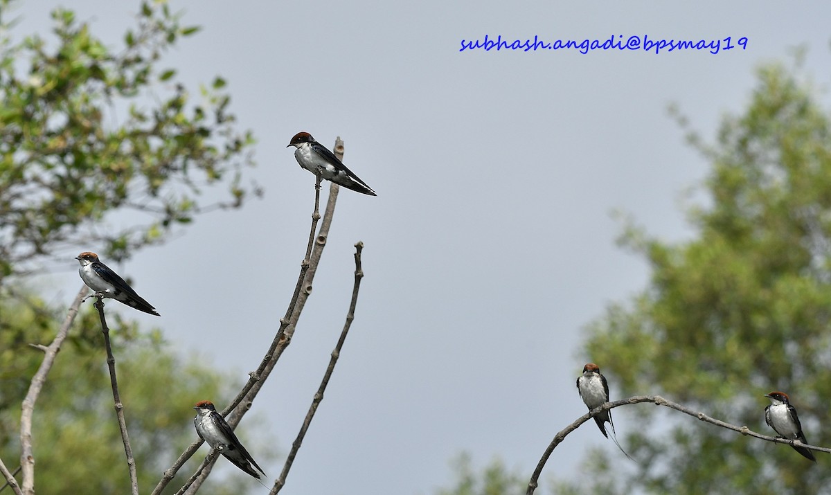 Wire-tailed Swallow - ML158438901