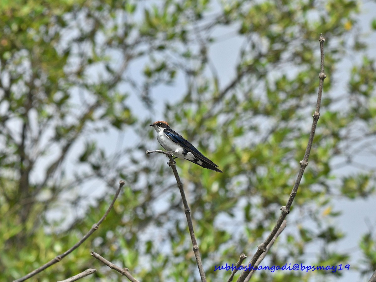 Wire-tailed Swallow - ML158438961