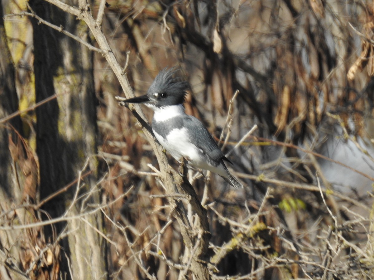 Belted Kingfisher - ML158440621