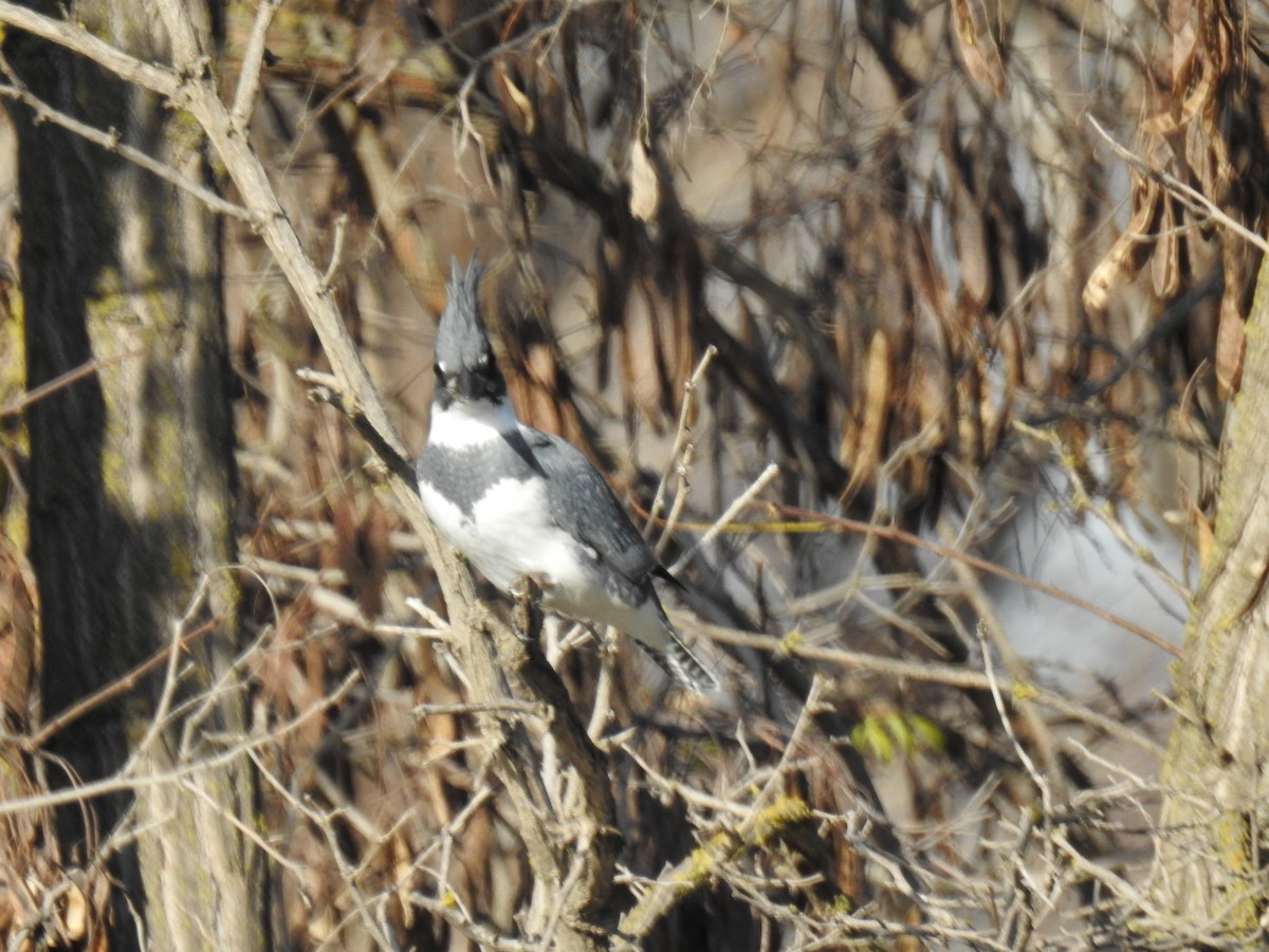 Belted Kingfisher - ML158440631