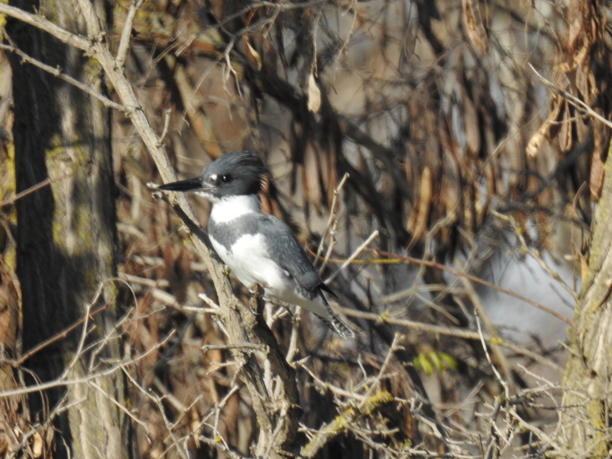 Belted Kingfisher - ML158440641