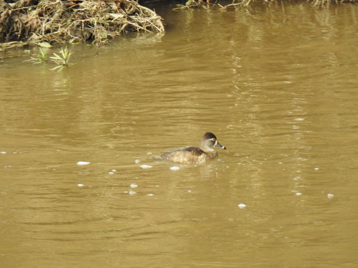 Ring-necked Duck - ML158441881