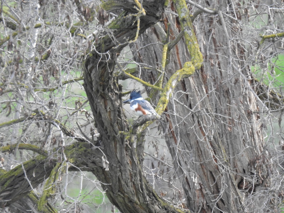 Belted Kingfisher - ML158442061