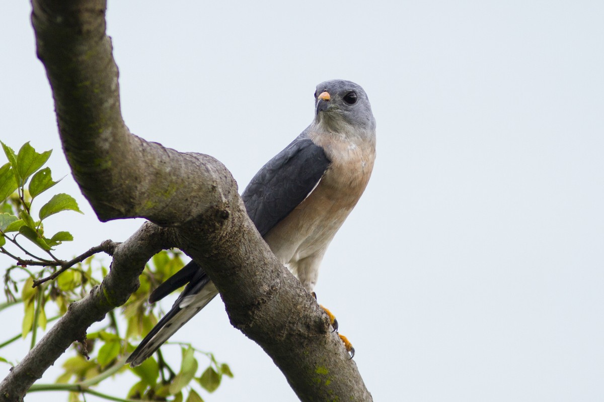 Chinese Sparrowhawk - ML158443781