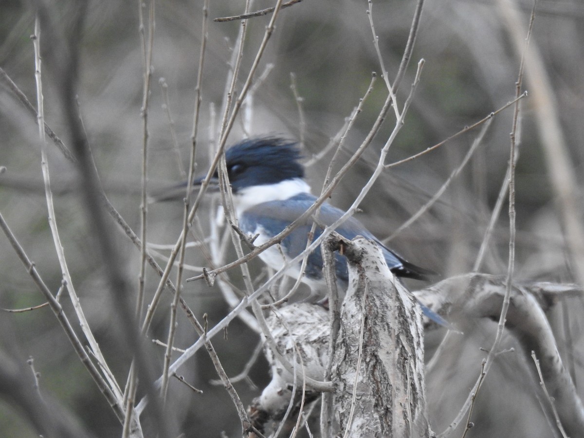 Belted Kingfisher - ML158444451