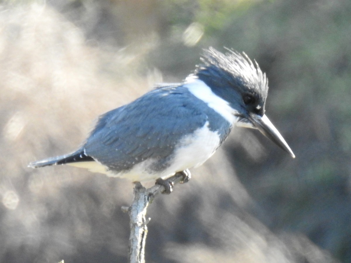 Belted Kingfisher - ML158446881