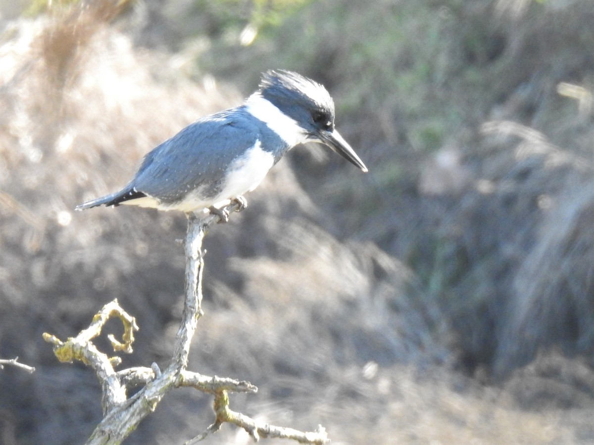 Belted Kingfisher - ML158446911