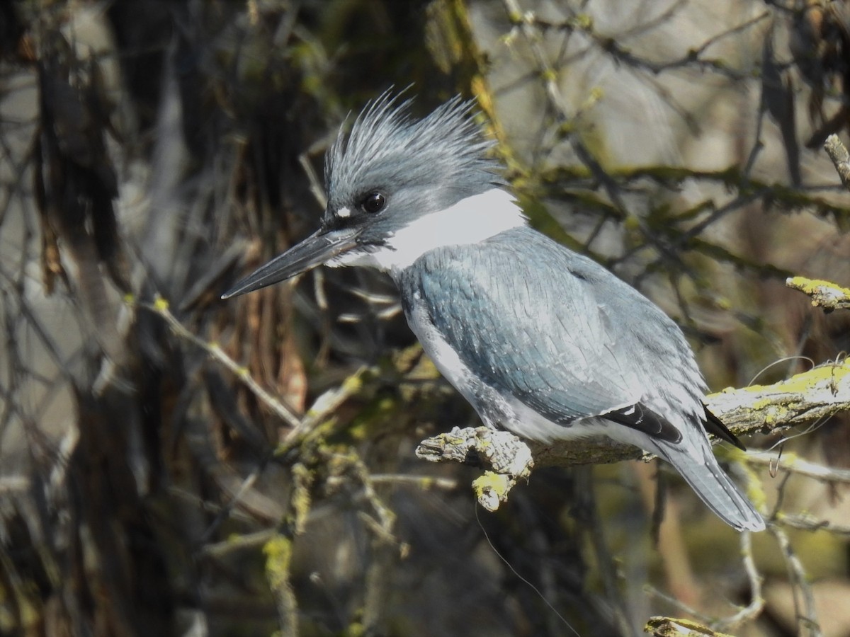 Belted Kingfisher - ML158446921
