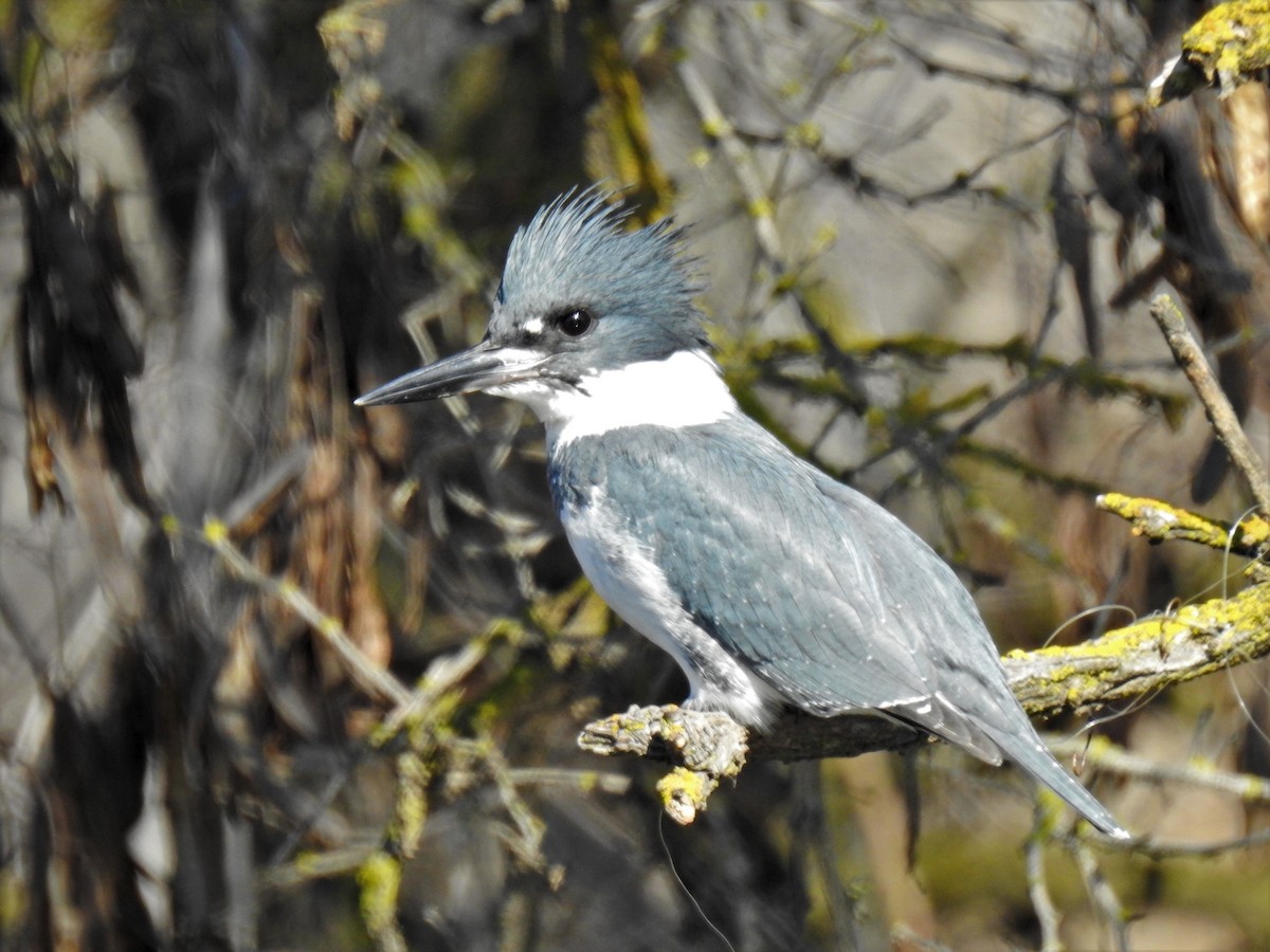 Belted Kingfisher - ML158446951