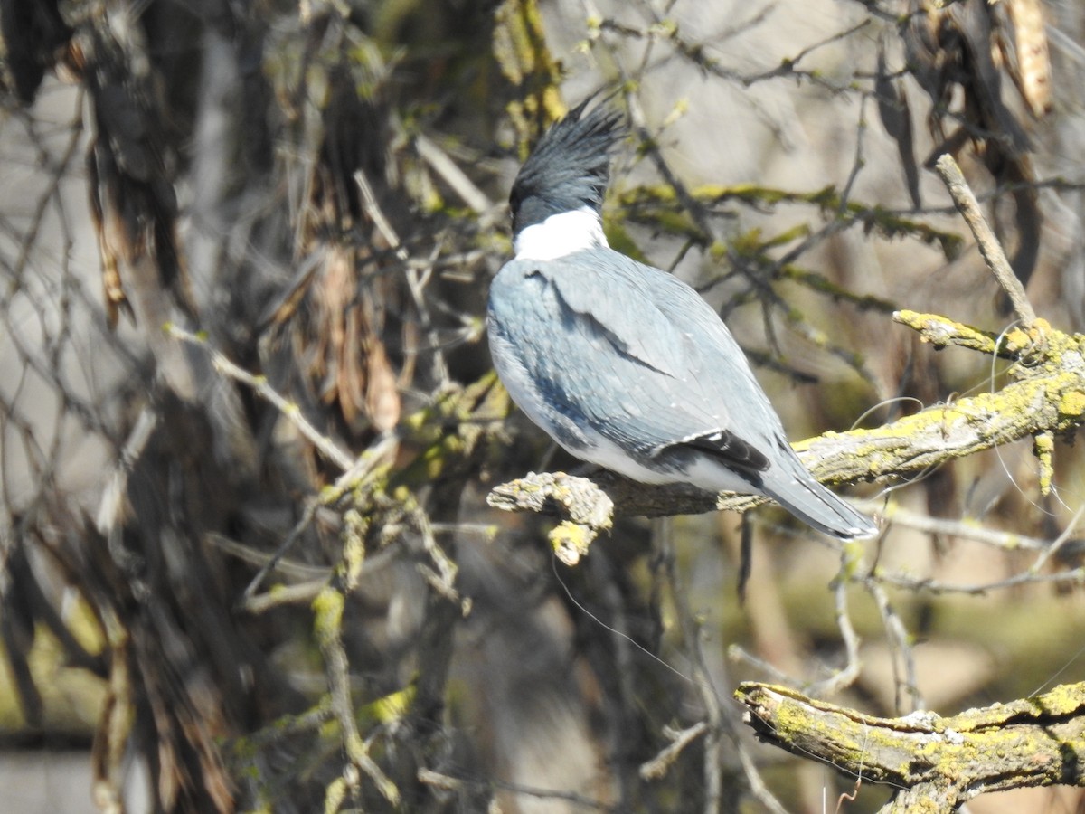 Belted Kingfisher - ML158446961
