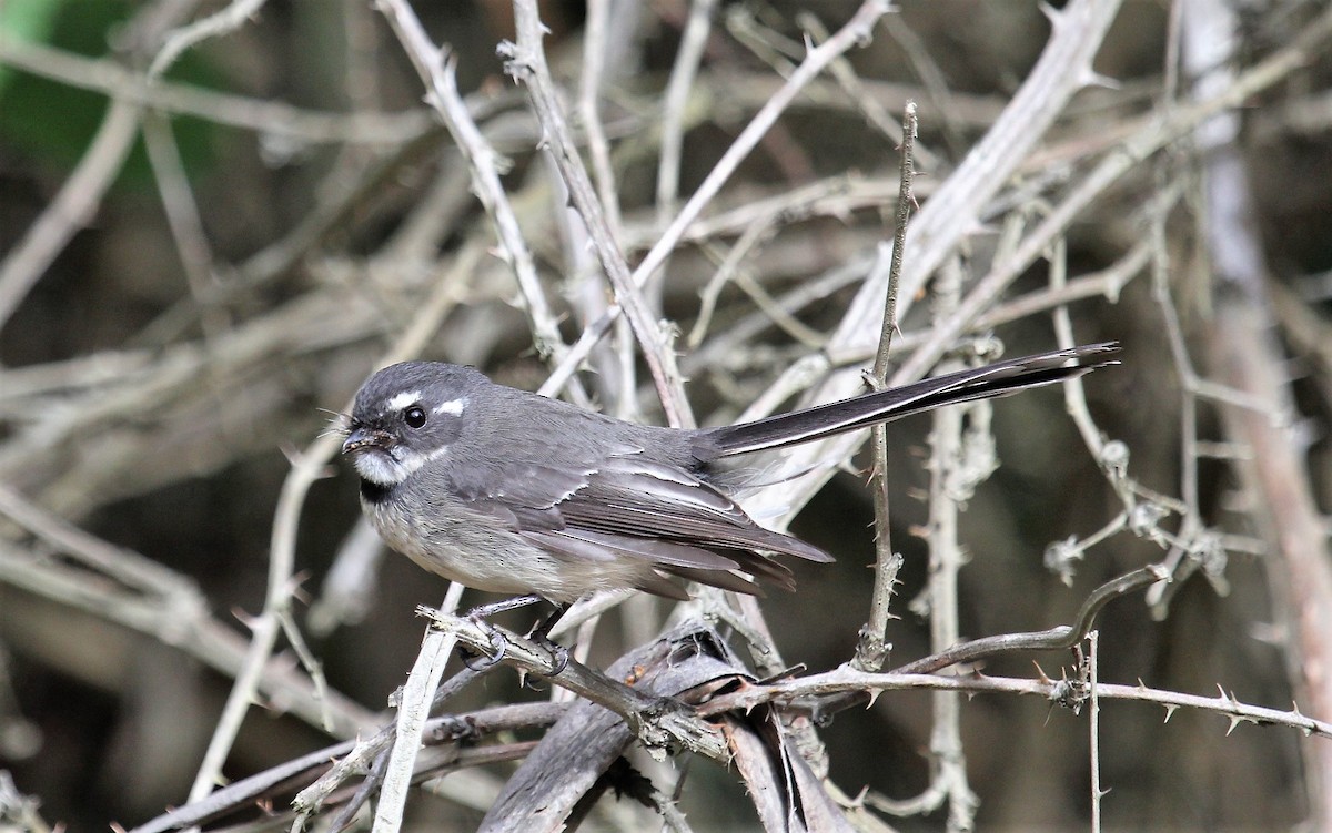 Gray Fantail (albiscapa) - ML158447931