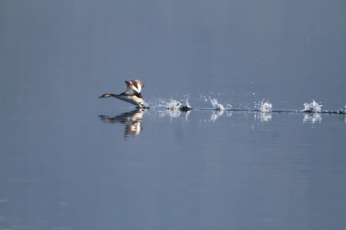 Great Crested Grebe - ML158453071